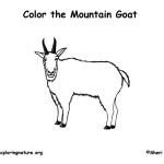 Mountain Goat