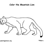 Mountain Lion