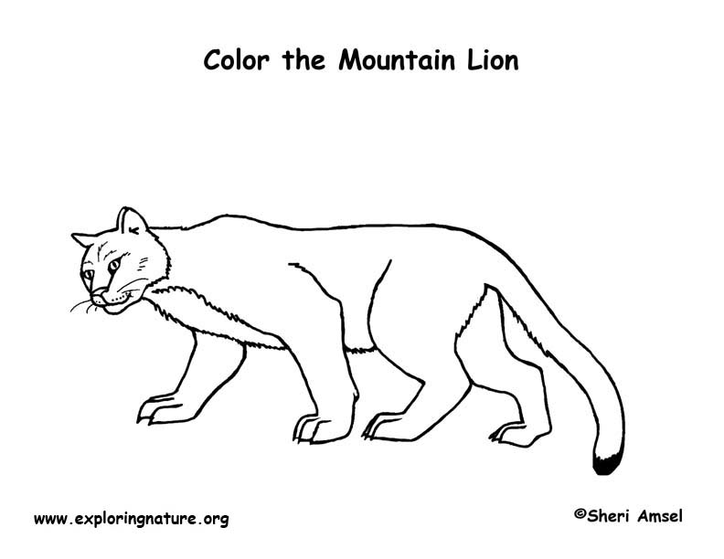 Mountain Lion – Coloring Nature