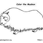 Musk Ox