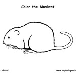 Muskrat