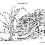 Muskrat Den