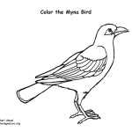 Myna Bird (Common)