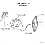 Nerve Cell