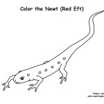 Newt (Red Eft)