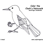 Clark’s Nutcracker