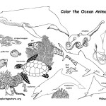 Ocean Animals (Labeled)