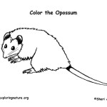 Opossum