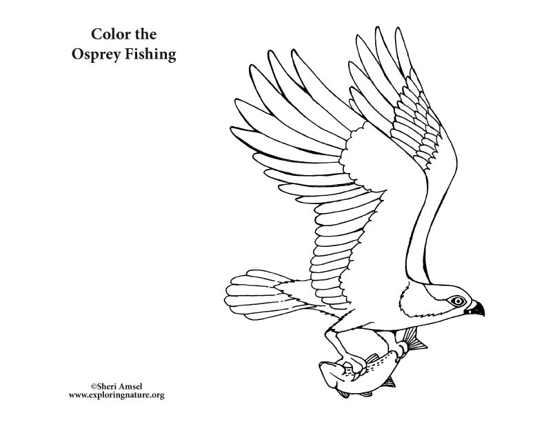 Download Osprey Fishing - Coloring Nature