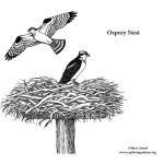 Osprey Nest