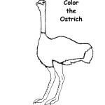 Ostrich