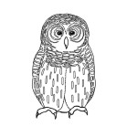 Owl (Barred)