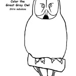 Owl (Great Gray)