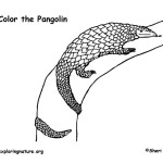 Pangolin