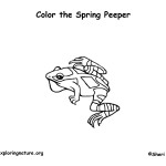 Spring Peeper (Frog)