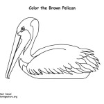 Pelican (Brown)