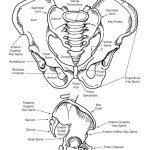 Pelvis Bony Features