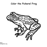 Pickerel Frog