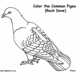 Pigeon (Common) or Rock Dove