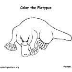 Platypus (Duck-billed)