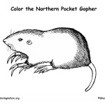 Pocket Gopher (Northern)