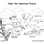 American Prairie Animals (Labeled)