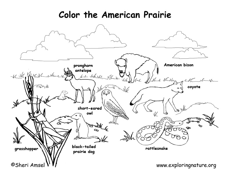 American Prairie Animals (Labeled) – Coloring Nature