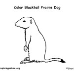 Prairie Dog (Black-tailed)