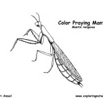 Praying Mantis