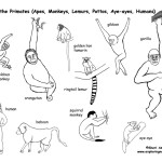 Primates