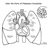 Pulmonary Circulation