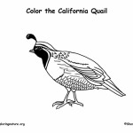 Quail (California)