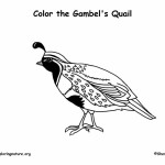 Quail (Gambel’s)