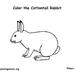 Rabbit (Cottontail)