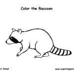 Raccoon