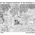 Temperate Rainforests