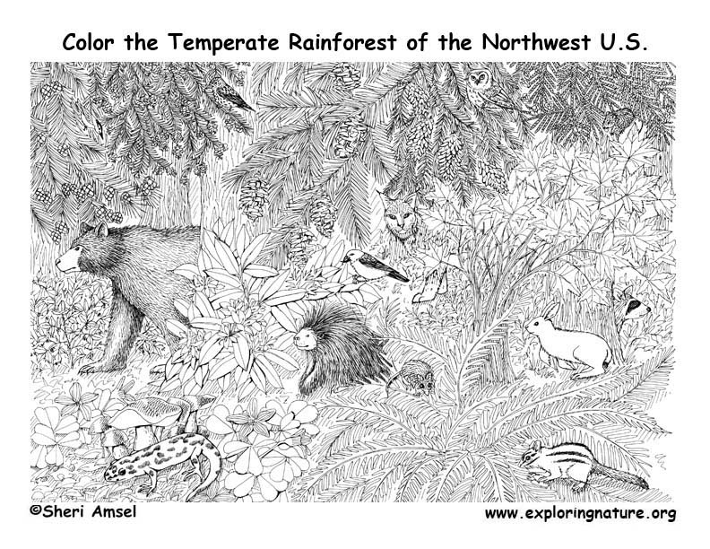 Temperate Rainforests – Coloring Nature