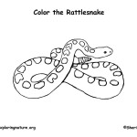 Rattlesnakes