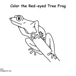 Tree Frog (Red-eyed)