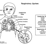 Respiratory System