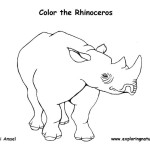 Rhinoceros (White)