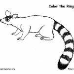 Ringtail