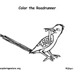 Roadrunner (Greater)