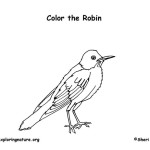 Robin (American)