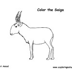 Antelope (Saiga)