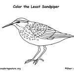 Sandpiper (Least)