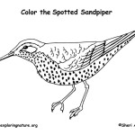 Sandpiper (Spotted)