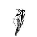 Sapsucker (Yellow-bellied)