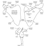 Scapula Bony Features