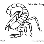 Scorpion